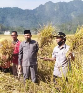 Sambil Pantau Ketahanan Pangan Covid-19, Ketua DPRD Agam Panen Perdana Padi Sawah