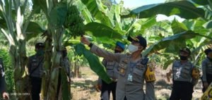 Kapolres Agam AKBP Dwi Nur Setiawan Tinjau Kebun Pisang Ketahanan Pangan