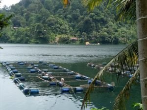 KJA Sumber Ekonomi Rakyat, Tidak Perlu Diutik Lagi