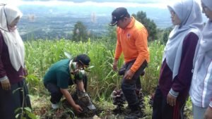 Camat Candung Hijaukan Tabek Gadang dengan Tanaman Mangga