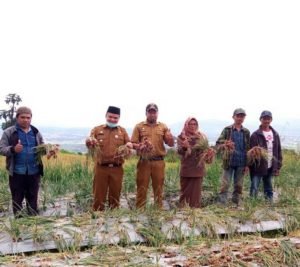 Keltan Bukik Mulia Panen Bawang Merah, Camat, Korluh, dan Wali Nagari Tolong Warga