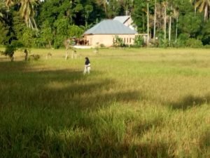 Tanaman Padi Sawah Pesisir Selatan Diberenggus Wereng, Petani Alami Kerugian Puluhan Juta