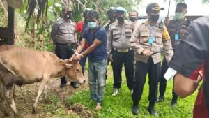 Dua Pencuri Ternak Sapi Jantan Ditangkap Polres Agam, Tiga Dinyatakan DPO