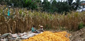 Palembayan Manfaatkan Lahan Non Produktif Budi Daya Jagung
