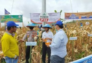 Jagung Palembayan Panen Raya, Kadistan Agam Puji Koordinasi Pemerintahan