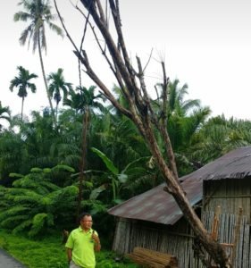 Pohon Tumbang di Bk. Batu Apuang, Tunggu PLN untuk Evakuasi