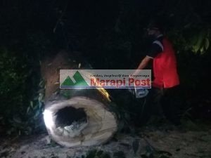 Pohon Tumbang Dimalam Yang Dingin, Tim BPBD Langsung Turun ke Lapangan