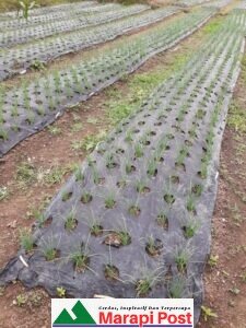 Keltan Julojulo Sariak Laweh Palupuah Kembangkan Tanaman Bawang, Sudah ke Empat Kali