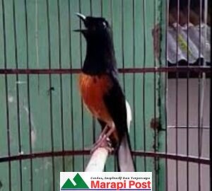 Jumat 4 September 2020, Pendataan Bagi Pemelihara Hewan Satwa Agam