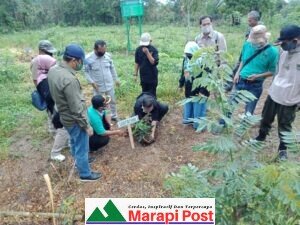 Mendukung Objekwisata, Dishut Sumbar Bangun Demplot Kacang Macadamia di Data Munti