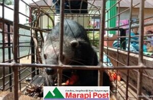 Hewan Langka Binturong Masuk Kebun Warga, Diserahkan Kepada BKSDA, Dilepas di Cagar Alam Maninjau