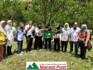Tim BPTPH Sumatera Barat Tinjau Sentra Produksi Jeruk Ladang Ateh Palupuh