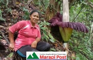 Bunga Bangkai Tumbuh Subur di Garagahan Lubuk Basung