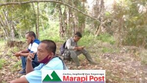 Beruang Madu Kelok 35 Maninjau Yang Viral Diawasi BKSDA Resor Agam