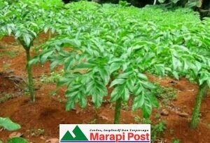 Maninjau, Tanjung Raya, Kabupaten Agam Lirik Budi Daya Tanaman Porang