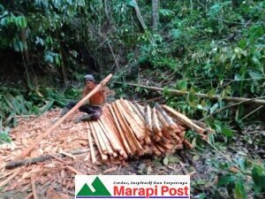 Kerdinus Sababalat, Warga Desa Taikako, Menekuni Pengolah Nibung