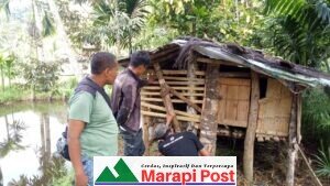 3 Ekor Kambing Warga Agam Mati, Diduga Diterkam Satwa Liar