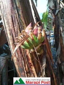 Aneh, Di Mentawai Pisang Berbuah Diperut