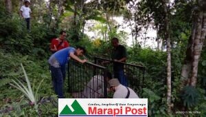 Beruang Muncul Lagi di Kuok Kelok 44 Maninjau, BKSDA Pasang Perangkap