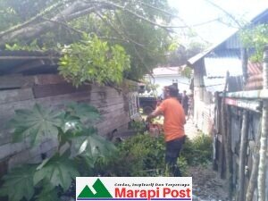 Rumah Sumi Sulastri Pasia Tiku, Rusak Berat Ditimpa Pohon Tumbang.