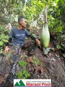 Agam Subur, Ditemukan Lagi Bunga Bergengsi di Simaruok, Garagahan Lubuk Basung