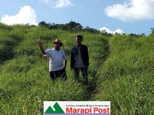 Nagari Pasia Laweh Palupuh, Kembangkan Komoditi Serai Wangi, Harga Jual Menguntungkan