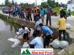 Selama 2020, DPKP Kabupaten Agam, Telah Salurkan 578.130 ekor Bibit Ikan, Termasuk di Perairan Umum