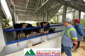 Mercy-USA Bantu Keltan Talang Perindu 10 Ekor Sapi Perah