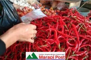 Harga Cabe Keriting di Pasar Padang Baru Lubuk Basung Jatuh Terhenyak