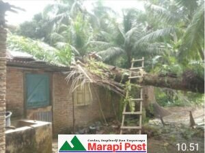 Rumah Nenek Wang Adih Berusia 75 Tahun di Cacang Rusak Ditimpa Pohon