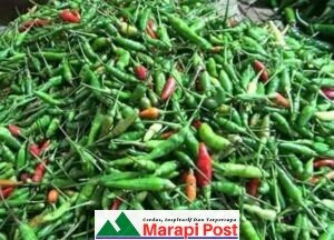 Harga Eceran Cabe Rawit Melambung Tinggi, Cabe Merah Keriting Jatuh Tapai