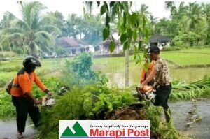Hujan Lebat, Pohon Tumbang, Sempat Mengganggu Lalulintas
