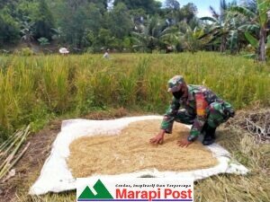 Babinsa Koramil 03 Sipora Selatan, Dampingi Ibu-ibu Panen, Jemur Padi