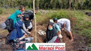 Ditemukan Buaya Bertelur di Lahan Kebun Sawit Penduduk Ujuang Labuang, Tiku V Jorong, Kec. Tj. Muatiara