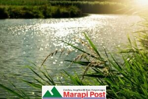 Nasir, Warga Muaro Putuih, Tiku V Jorong, Kecamatan Tanjung Mutiara, Cari Rumput Semenjak Pagi Belum Pulang