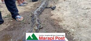 Berburu Babi Hutan, Warga Temukan Ular Raksasa