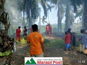 Kebun Sawit Terbakar Lagi, Kali Ini di Tapian Kandih Salareh Aia, Kecamatan Palembayan