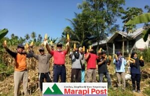 LP Kelas II Lubuk Basung Panen Jagung Hasil Pembinaan Lembaga Warga Binaan Bidang Pertanian