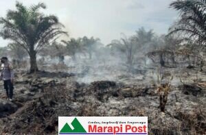 Kebun Sawi Milik Masyarakat di Durian Kapeh, Tiku Utara, Secara Diam-diam Terbakar
