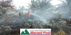 Kebakaran Kebun Sawit Makin Meluas, Giliran Kebun Sawit Dasiri Dilahap Sijago Merah