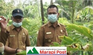 Khairu Sadikin, ASN Pemko Pariaman Dapat Pujian Walikota Genius Umar, Merintis Budi Daya Porang