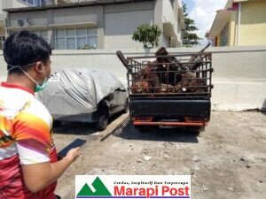 4 Orang Diduga Pencuri Buah Sawit Plasma Ninik Mamak Bawan Ditangkap Anak Keponakan Ketika Patroli, dan Diserahkan ke Satreskrim Polres Agam