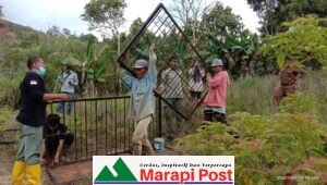 Beruang Masuk Kampung Kawasan Kelok 44 Maninjau, BKSDA Pasang Perangkap Umpan Nangka dan Durian Matang Wangi Semerbak