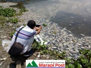 Bau Busuk Ikan Mati di Danau Maninjau Mulai Menusuk Hidung, Belum Ada Tindakan Apa-pun