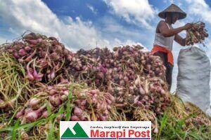 Dari 2016, Hingga Tahun 2020, Produksi Bawang Merah Agam Terus Meningkat, Terluas di Kecamatan Sungai Pua