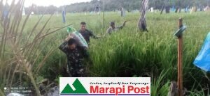 Satgas TMMD Mentawai Sumbar, Juga Bantu Petani Mengangkut Padi