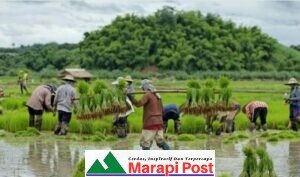 Produksi bahan Pokok Pangan Beras Terancam Gagal di Kabupaten Agam, Pupuk Bersubsidi Tidak Tersedia Sesuai Kebutuhan, Selain Harga Juga Tinggi