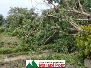Pohon Tumbang Menimpa Jaringan Listrik, Mohon Segera Bantuan Penanganan