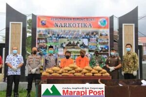 Satres Narkoba Polres Pasaman Musnahkan Barang Bukti Narkotika Jenis Ganja