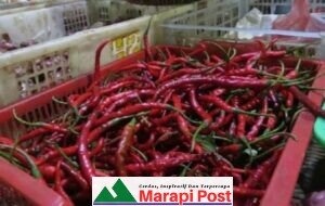Harga Cabe Jatuh Terhenyak di Pasar Tradisional Lubuk Basung, Agam